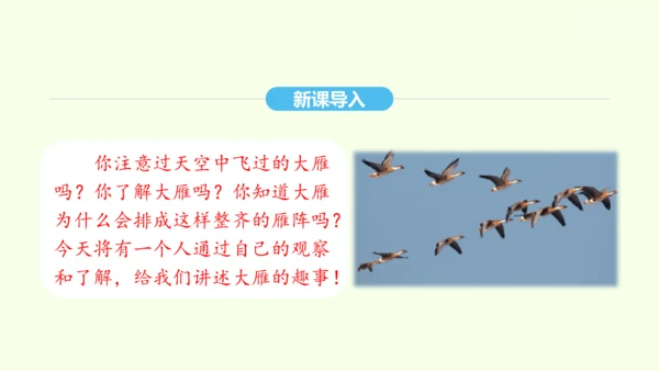 第7课 大雁归来 统编版语文八年级下册 同步精品课件