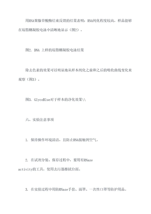 rna分离实验报告
