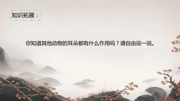 19大象的耳朵  课件