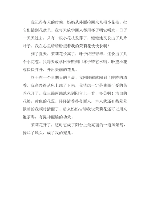 关于茉莉花的作文.docx