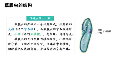 人教版七年级生物上册（2024）1.3.4 单细胞生物 课件(共22张PPT)+视频素材