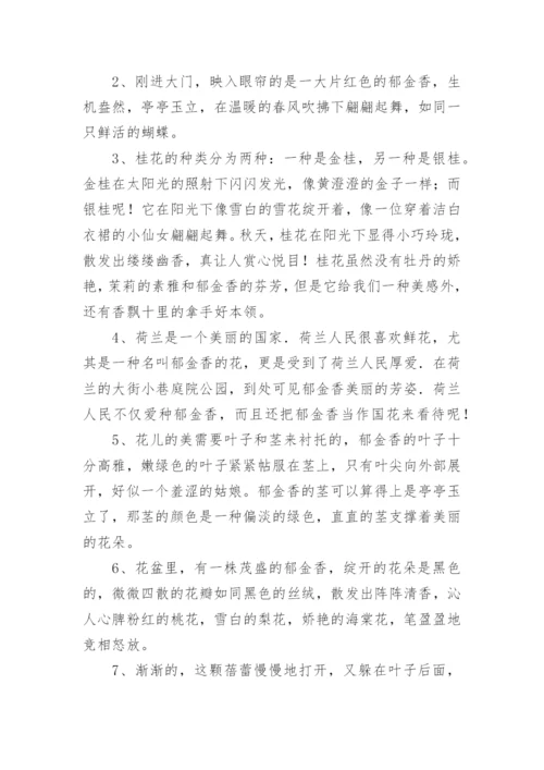 描写郁金香的优美句子.docx