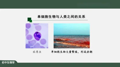 2.2.4 单细胞生物 课件（共24张PPT）