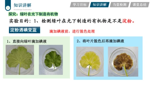 3.3.4  绿色植物是生物圈中有机物的制造者  课件-2023-2024学年人教版生物七年级上册(