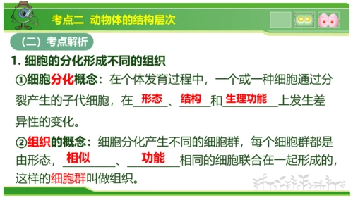 第三章从细胞到生物体（串讲课件）-七年级生物上学期期中考点大串讲（人教版2024）(共40张PPT)