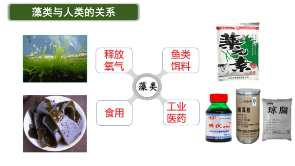 2.1.1藻类、苔藓植物和蕨类植物-七年级生物上学期同步优质课件（人教版2024）(共26张PPT)