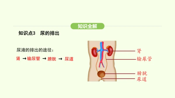 第四单元-第五章-人体内废物的排出课件-2024-2025学年七年级生物下学期人教版(2024)(共