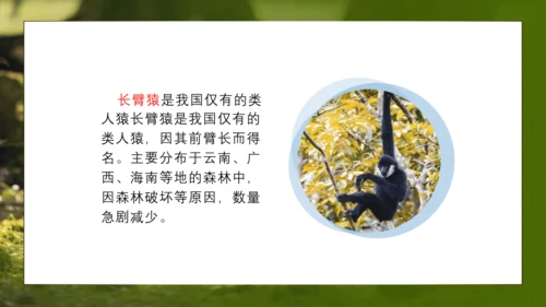 人教版生物八年级上册6.3《保护生物的多样性》课件(共27张PPT)