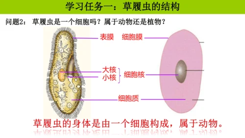 人教版生物七年级上册1.3.4 单细胞生物 教学课件（共22张ppt）+视频素材