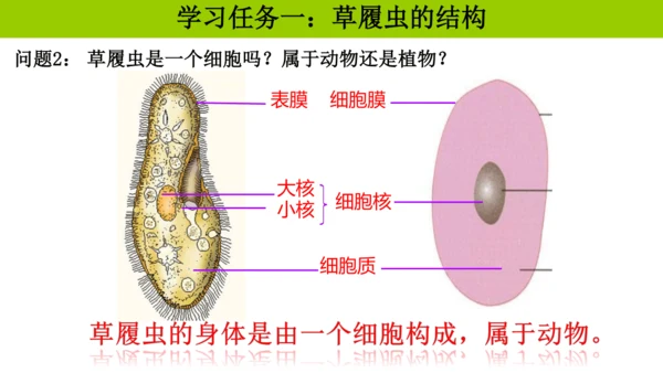 人教版生物七年级上册1.3.4 单细胞生物 教学课件（共22张ppt）+视频素材
