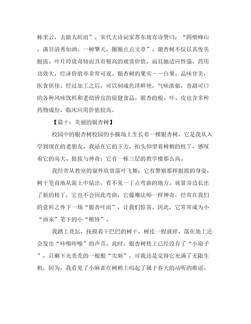 关于美丽的银杏树作文