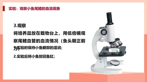血流的管道，血管课件PPT模板.ppt