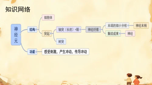 初中生物学人教版（新课程标准）七年级下册4.6.2 神经系统的组成课件(共18张PPT)