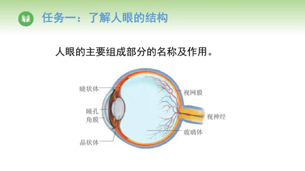 2024-2025学年人教版物理八年级上册5.4 眼睛和眼镜课件（24页ppt）