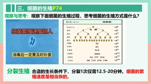 5.4.2  细菌  课件-人教版生物八年级上册(共39张PPT)