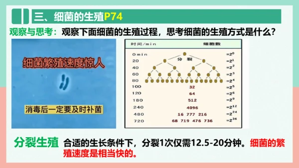 5.4.2  细菌  课件-人教版生物八年级上册(共39张PPT)