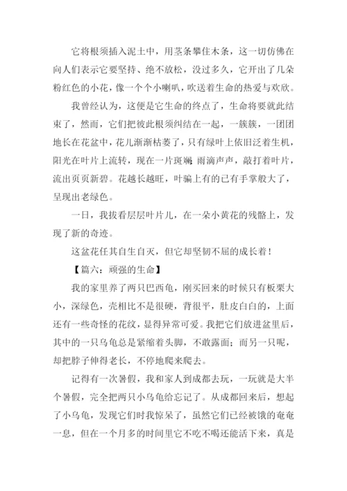 顽强的生命作文350字.docx