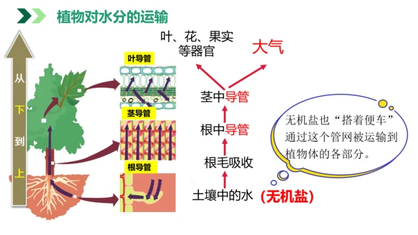 3.3 绿色植物与生物圈的水循环（课件）七年级生物上学期（人教版）(共25张PPT)