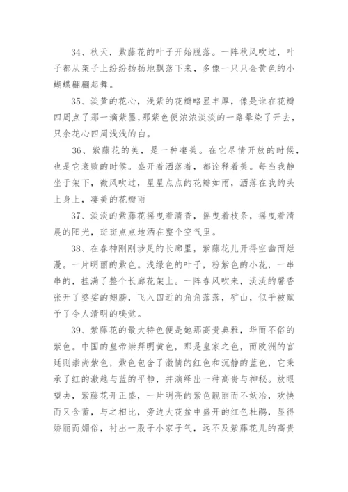 描写紫藤花的句子.docx