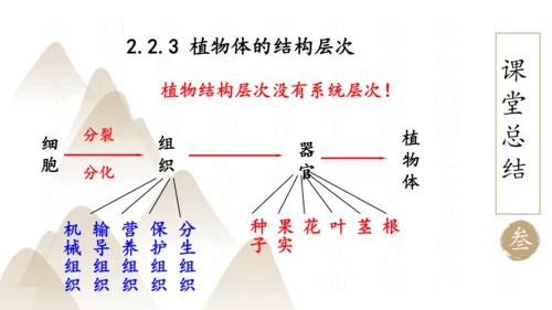 2.2.3 植物体的结构层次2023-2024学年七年级生物上册精品课件（人教版）(共18张PPT)