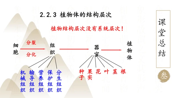 2.2.3 植物体的结构层次2023-2024学年七年级生物上册精品课件（人教版）(共18张PPT)