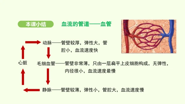 第四单元-第四章-第二节-血流的管道——血管课件-2024-2025学年七年级生物下学期人教版(20