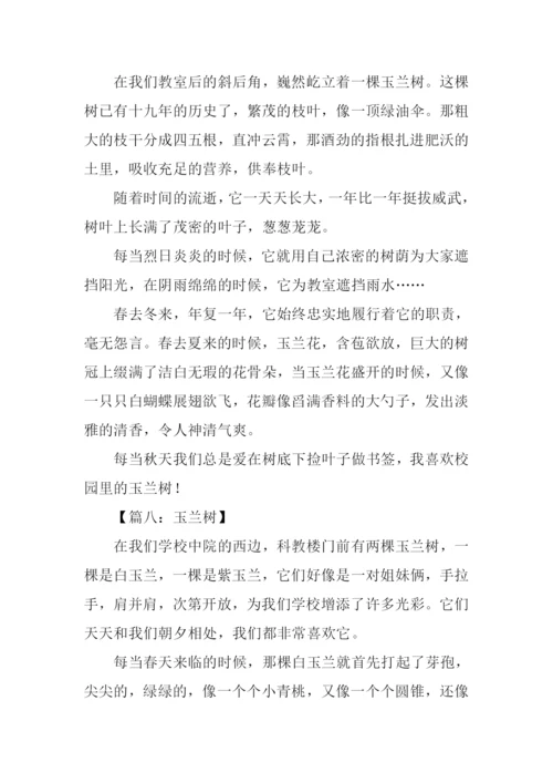 关于玉兰树的作文.docx