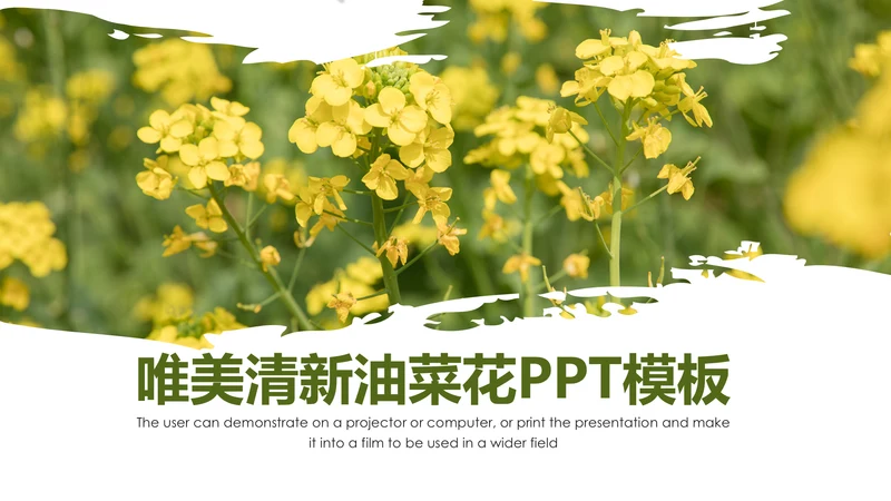 春天乡村旅游油菜花风景油菜花田PPT模板