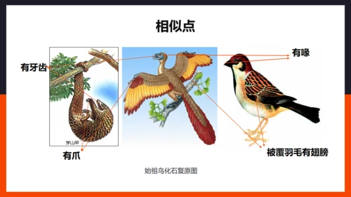生命起源和生物进化企鹅通用PPT模板