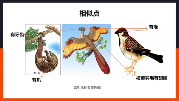 生命起源和生物进化企鹅通用PPT模板