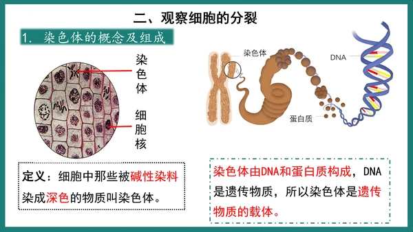 第一单元第三章从细胞到生物体（复习课件）-七年级生物上册同步教学精制课件（人教版2024）(共44张