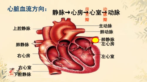 初中生物学>人教版（新课程标准）七年级下册4.4.3 输送血液的泵──心脏课件(共23张PPT)