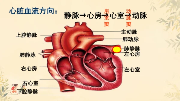 初中生物学>人教版（新课程标准）七年级下册4.4.3 输送血液的泵──心脏课件(共23张PPT)