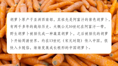【人教新版】七上 第六章 跨学科主题学习 《探索外来食物传播史》（教学课件24张）