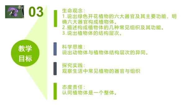 2.2.3植物体的结构层次 【说课课件】2023--2024学年人教版生物七年级上册(共42张PPT