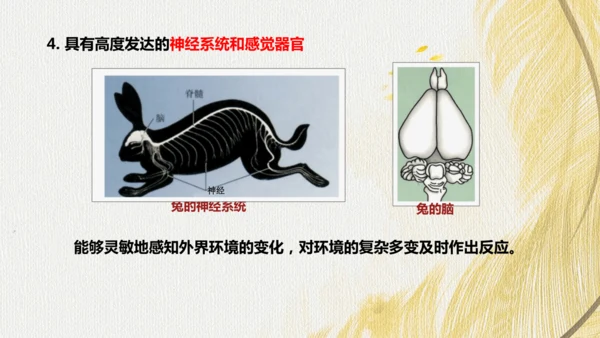 人教版 初中生物七年级上册2.2.2脊椎动物（鸟和哺乳动物）课件(共24张PPT)+ 视频素材