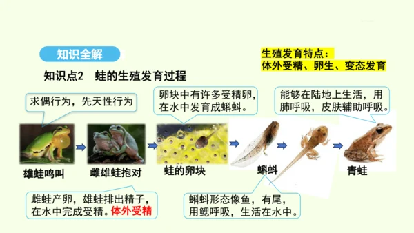 7.1.3两栖动物的生殖和发育课件-人教版生物八年级下册(共29张PPT)