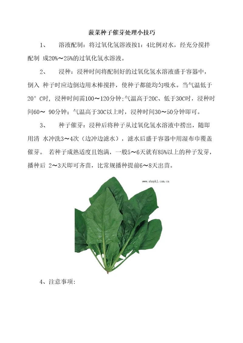 菠菜种子催芽处理小技巧