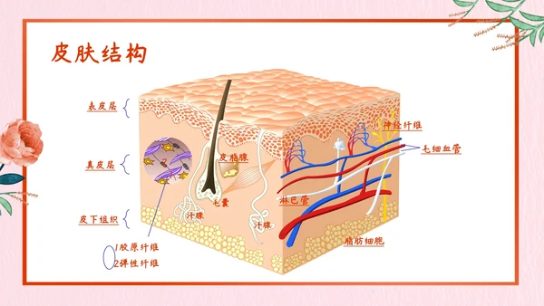 日常美容小知识总结PPT模板