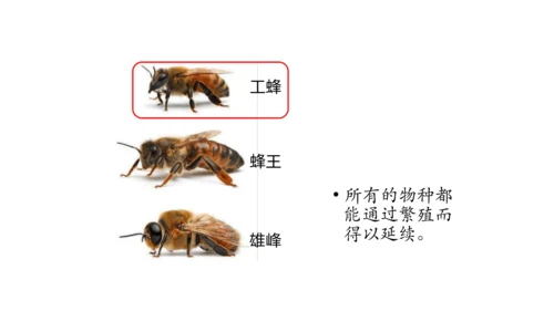 1.1.1 生物的特征 课件（共28张PPT）