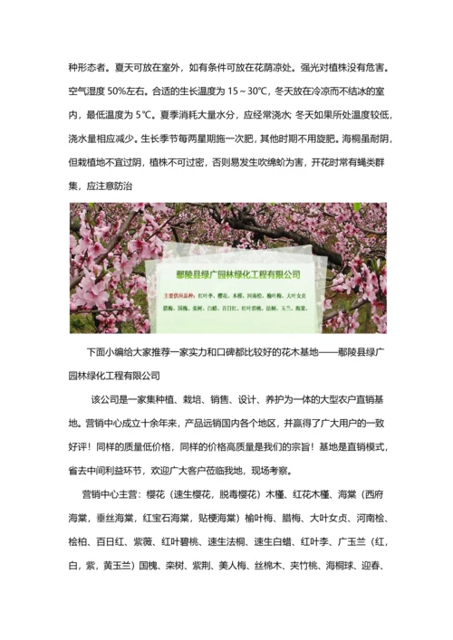 河南海桐球种植基地.docx