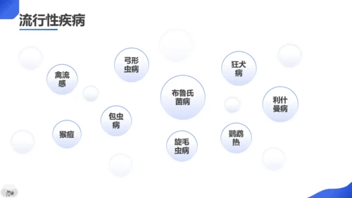 蓝色扁平风宠物主题班会PPT模板