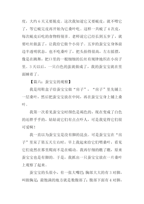 蚕宝宝的作文-1.docx