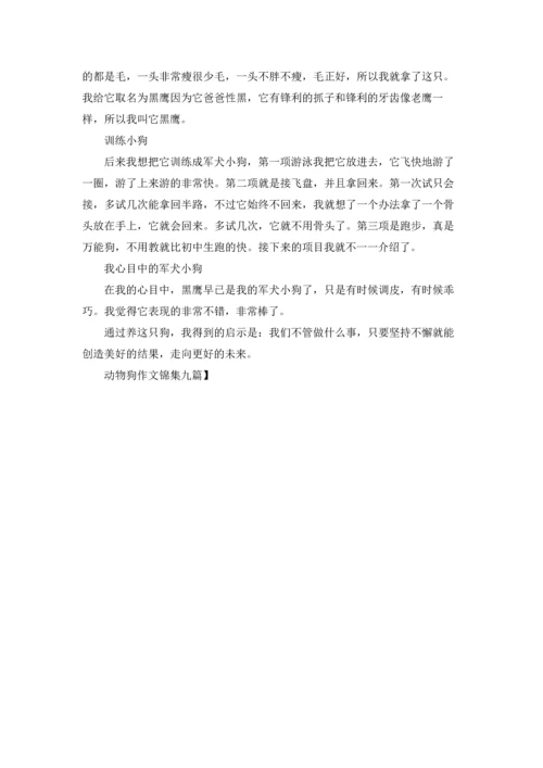 动物狗作文锦集九篇.docx