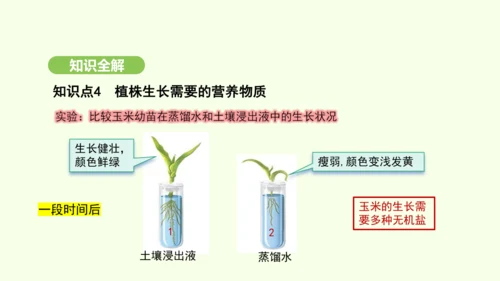 第三单元-第一章-第二节-植株的生长课件-2024-2025学年七年级生物下学期人教版(2024)(