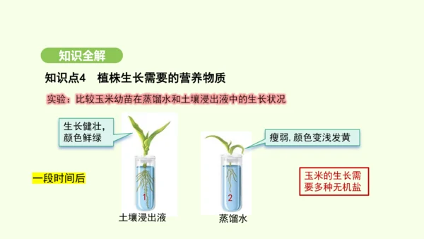 第三单元-第一章-第二节-植株的生长课件-2024-2025学年七年级生物下学期人教版(2024)(