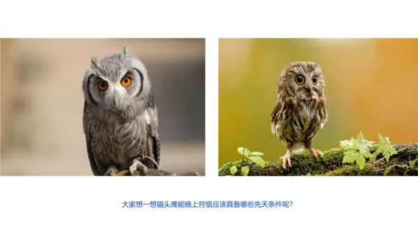《黑夜狩猎者猫头鹰》