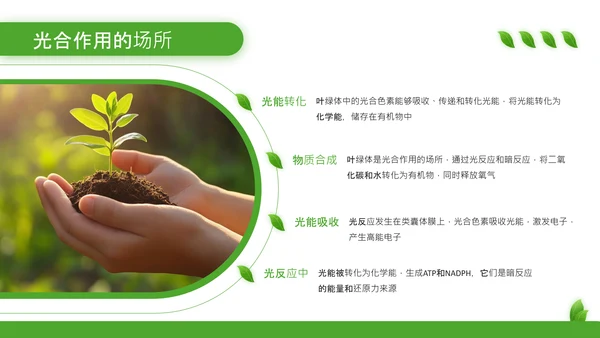 绿色清新风植物的光合作用PPT模板