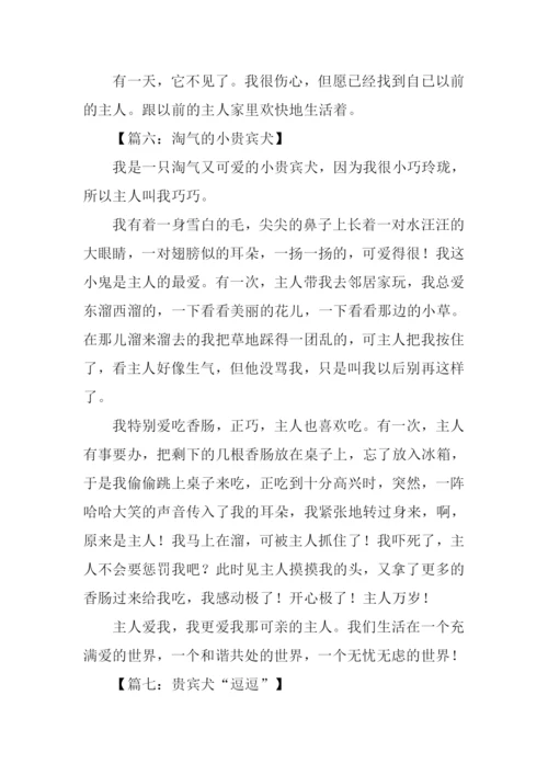 贵宾犬的作文.docx