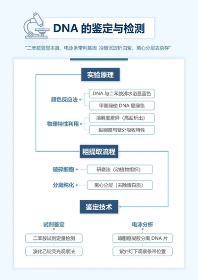 学习笔记-高中生物蓝色简约word模板